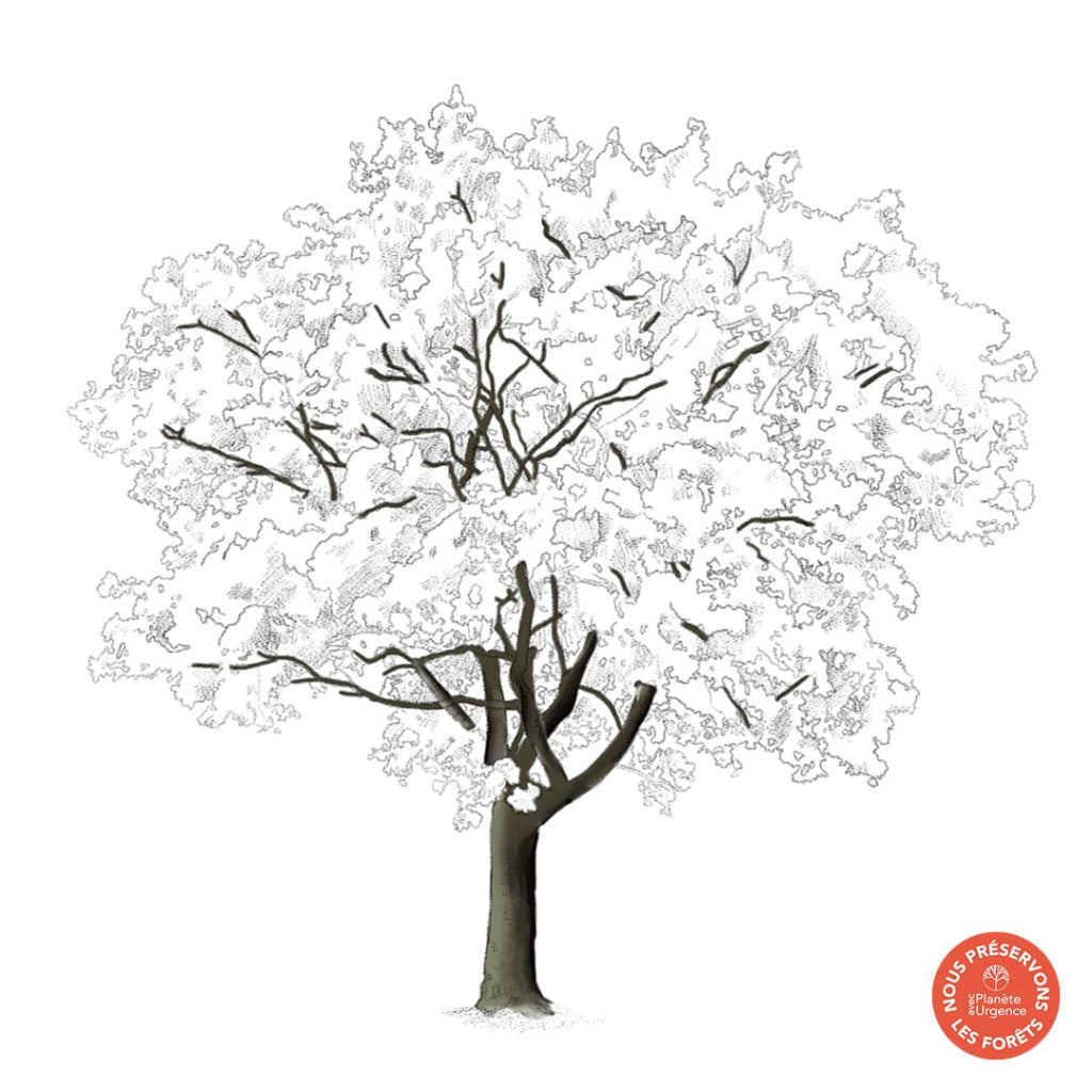 nos_engagements_nos_partenariats_maison_joaillerie_loyale_paris_Planete